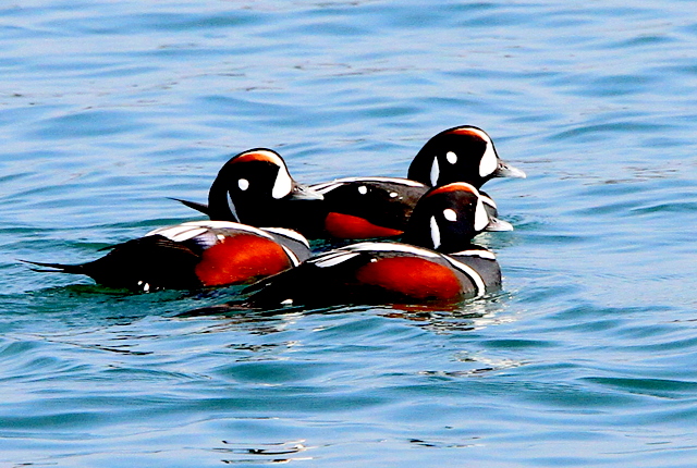 f:id:digibirds:20110305235923j:image