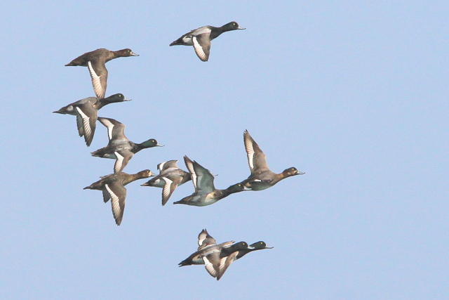 f:id:digibirds:20110309001017j:image