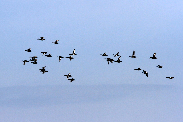 f:id:digibirds:20110309001021j:image