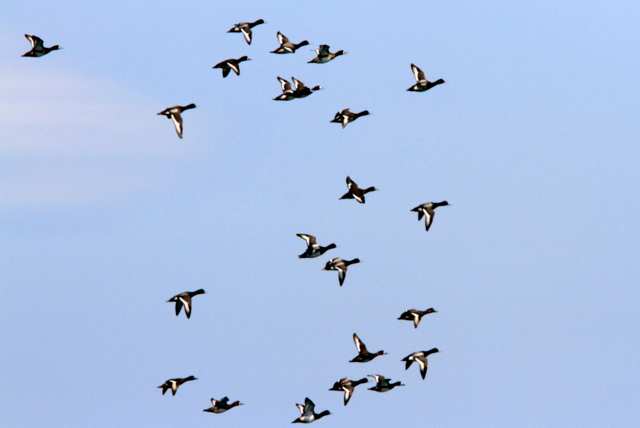 f:id:digibirds:20110309001603j:image