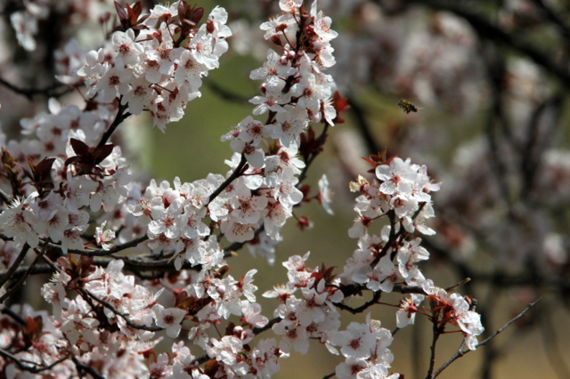 f:id:digibirds:20110404175710j:image