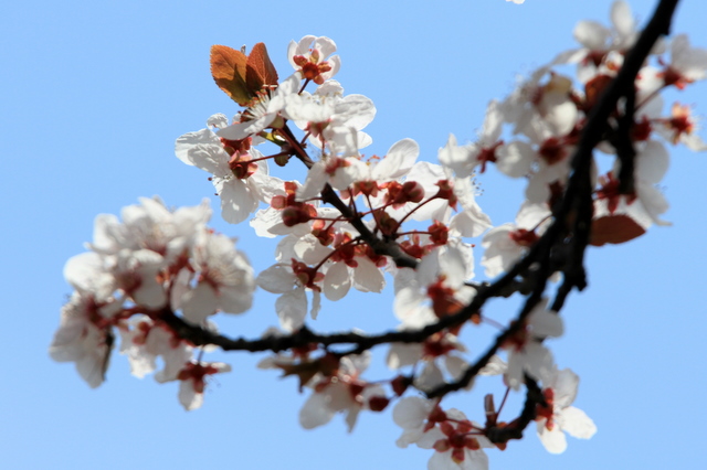 f:id:digibirds:20110404175711j:image