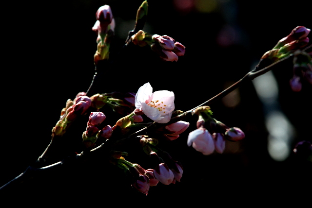 f:id:digibirds:20110404175712j:image