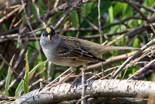 f:id:digibirds:20110405164351j:image