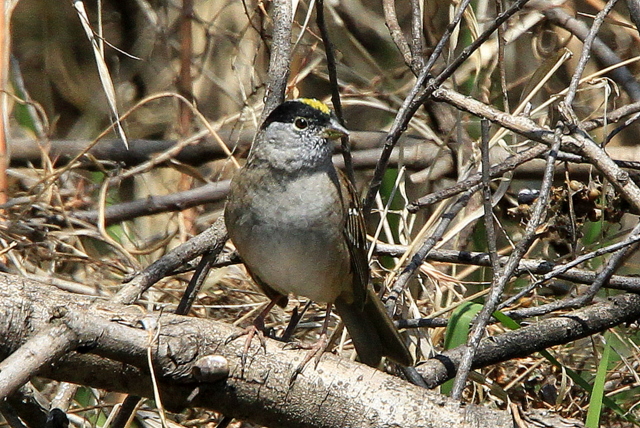 f:id:digibirds:20110405164359j:image