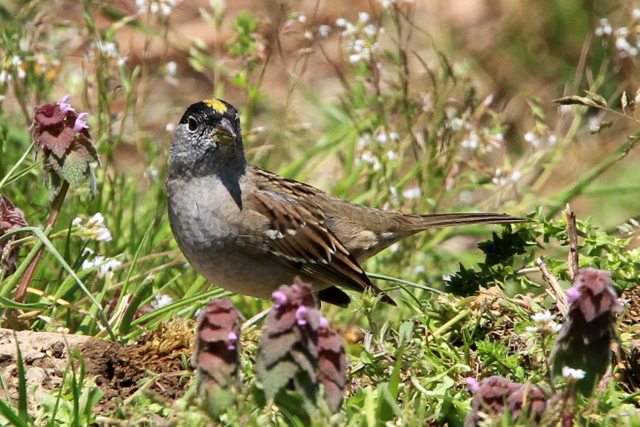 f:id:digibirds:20110405164400j:image