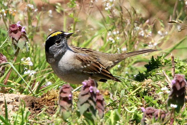f:id:digibirds:20110405164401j:image
