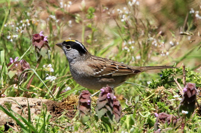 f:id:digibirds:20110405164402j:image