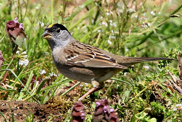 f:id:digibirds:20110405164403j:image