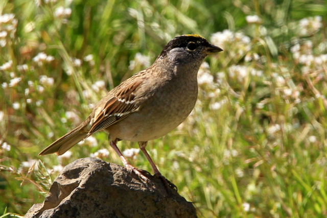f:id:digibirds:20110405172827j:image