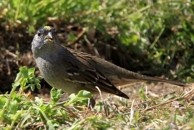f:id:digibirds:20110405172828j:image