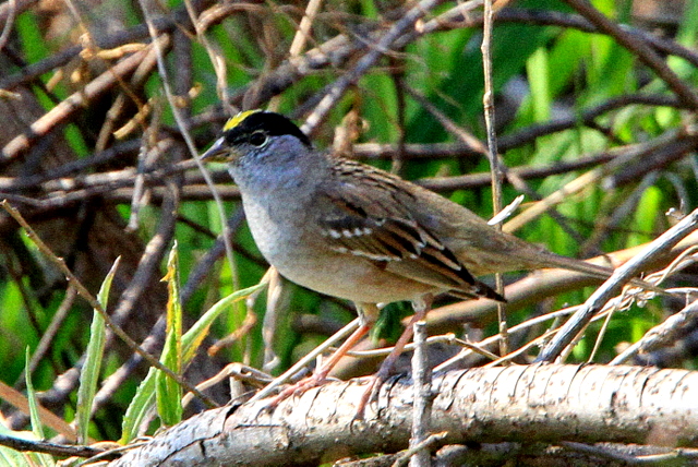 f:id:digibirds:20110405172829j:image