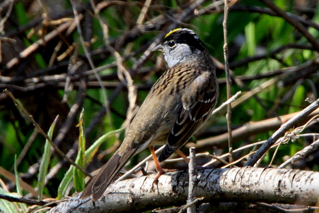 f:id:digibirds:20110405172831j:image