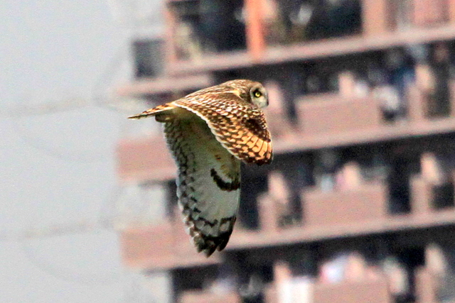 f:id:digibirds:20110407161212j:image