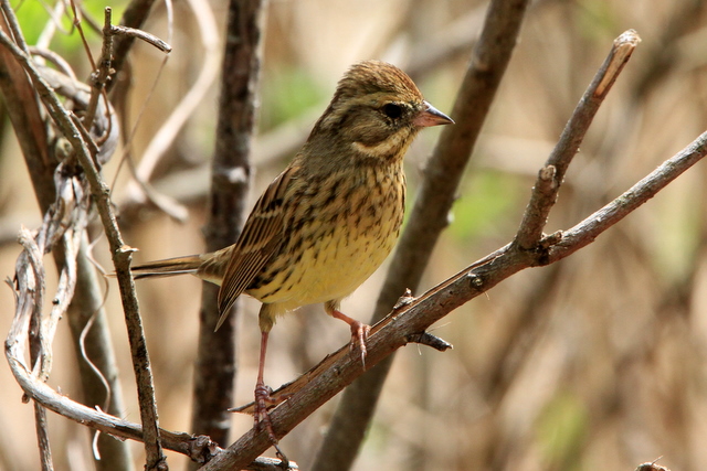 f:id:digibirds:20110413192049j:image