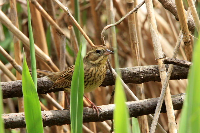 f:id:digibirds:20110413192051j:image