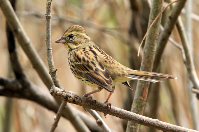 f:id:digibirds:20110413192052j:image