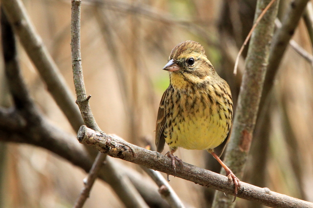 f:id:digibirds:20110413192053j:image