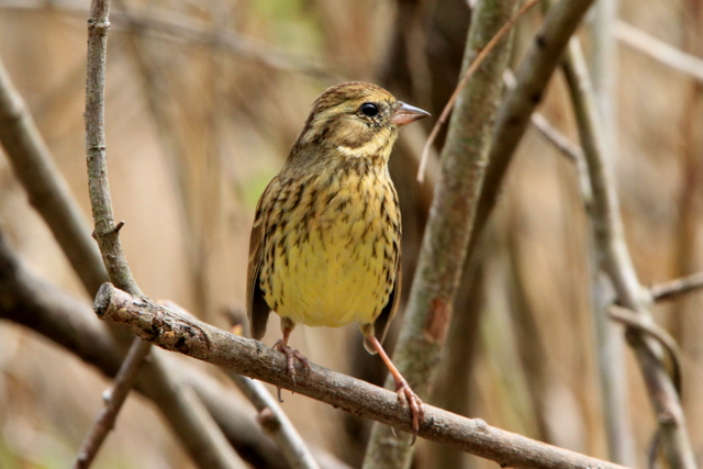 f:id:digibirds:20110413192054j:image