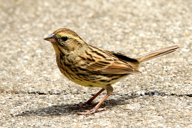 f:id:digibirds:20110413192055j:image