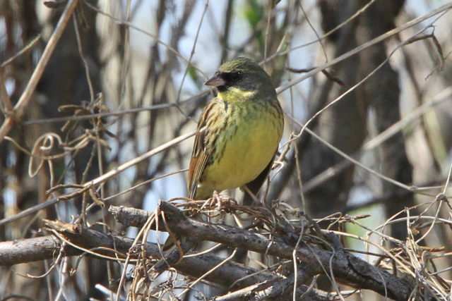 f:id:digibirds:20110414005903j:image