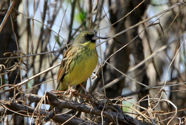 f:id:digibirds:20110414005904j:image