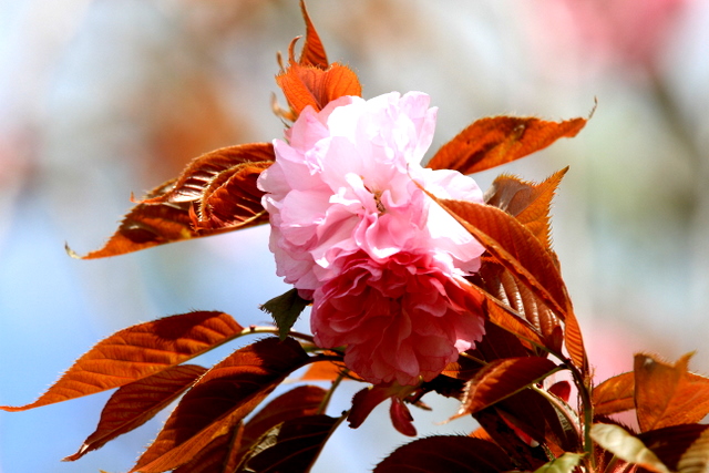 f:id:digibirds:20110426001103j:image