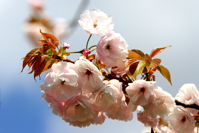 f:id:digibirds:20110426001104j:image