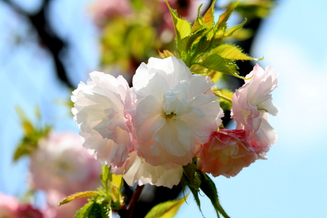 f:id:digibirds:20110426001105j:image