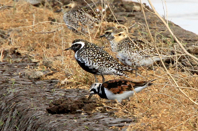 f:id:digibirds:20110430000331j:image