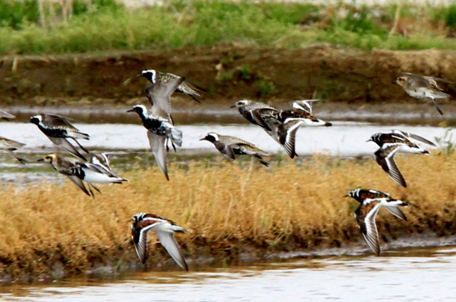 f:id:digibirds:20110430000333j:image