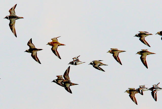 f:id:digibirds:20110430000335j:image