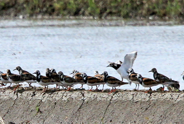 f:id:digibirds:20110430000506j:image