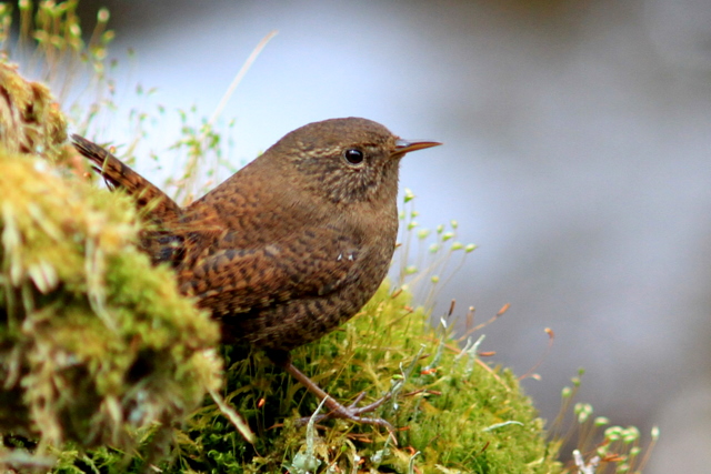 f:id:digibirds:20110505160141j:image