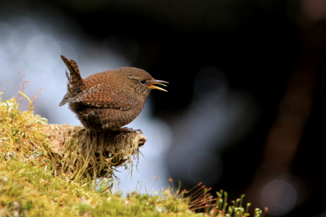 f:id:digibirds:20110505160143j:image