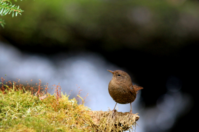 f:id:digibirds:20110505160144j:image