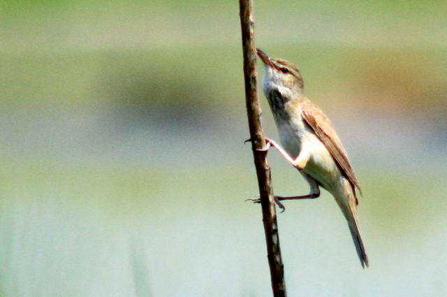 f:id:digibirds:20110510001916j:image