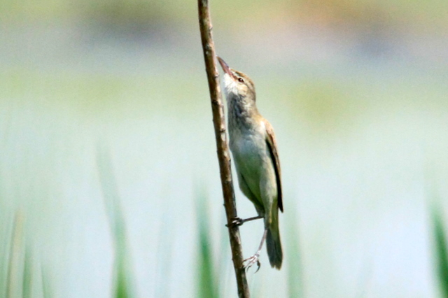 f:id:digibirds:20110510001917j:image