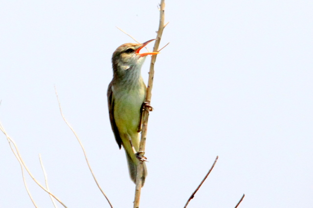 f:id:digibirds:20110510001921j:image