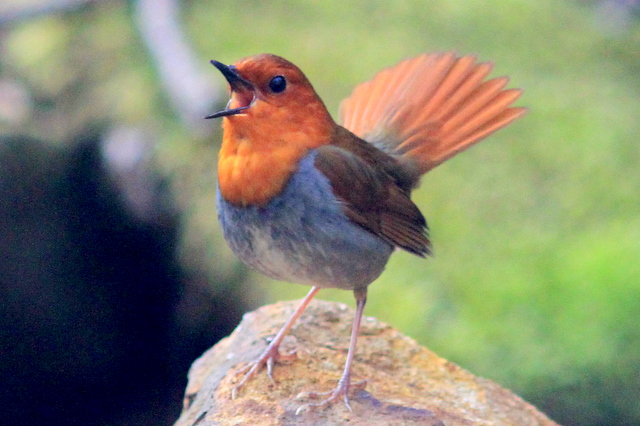 コマドリ-さえずり渓谷に谺する - なかなかなかね野鳥と自然の写真館