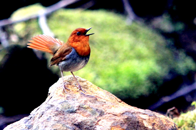 コマドリ-さえずり渓谷に谺する - なかなかなかね野鳥と自然の写真館
