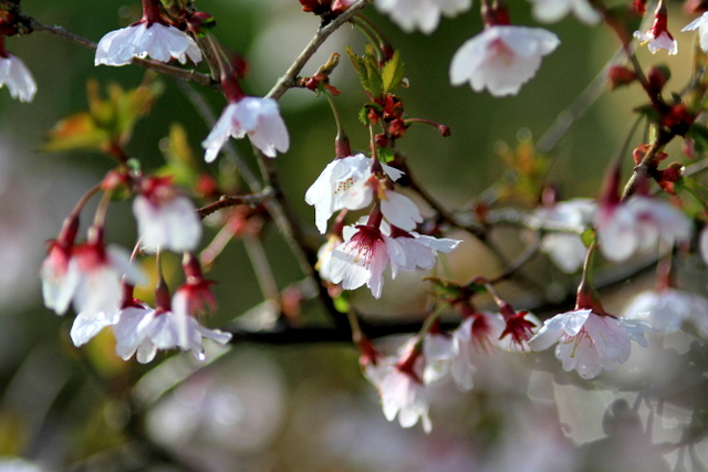 f:id:digibirds:20110518001249j:image