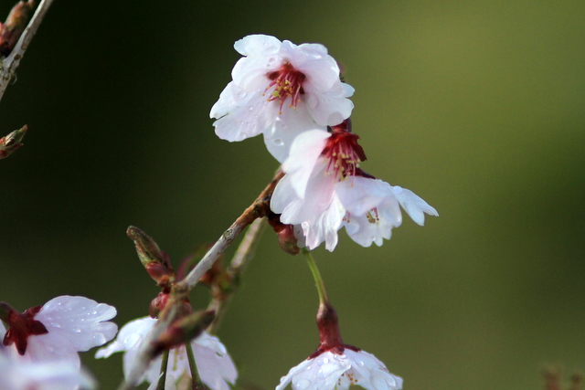 f:id:digibirds:20110518001250j:image