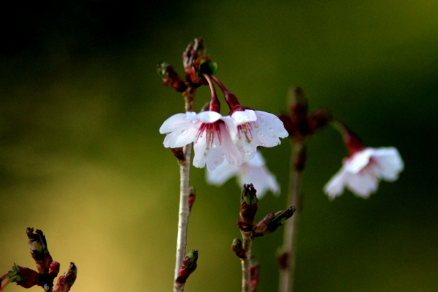 f:id:digibirds:20110518001251j:image