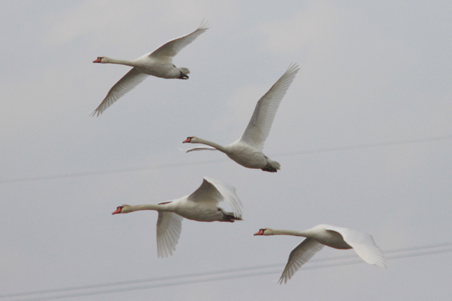 f:id:digibirds:20110519000700j:image