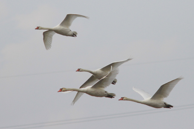 f:id:digibirds:20110519000701j:image