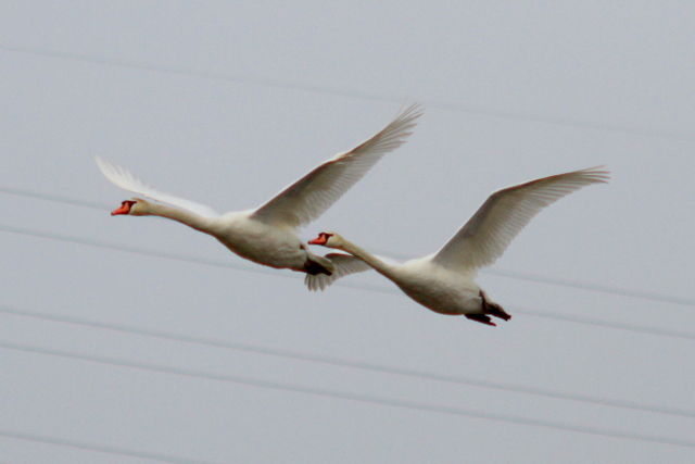 f:id:digibirds:20110519000702j:image