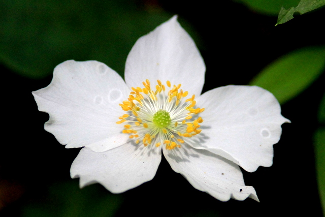 f:id:digibirds:20110521234151j:image