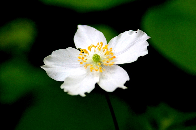 f:id:digibirds:20110521234152j:image