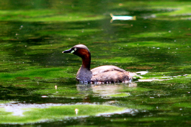 f:id:digibirds:20110528012354j:image